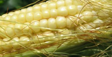 Un jeune épi de maïs doux