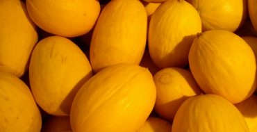 Beaucoup de melons jaunes