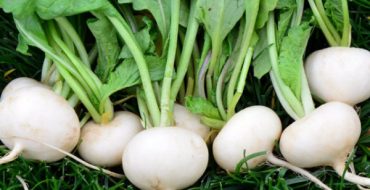 Radis blanc de grêle