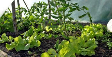 Radis et tomates - compactage de la plantation