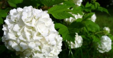 Boules de neige viburnum Buldenezh close up