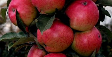 Collier de Moscou en forme de colonne de pommier