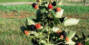 Buisson érigé de mûre remontante