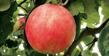 Gros plan soleil variété pomme