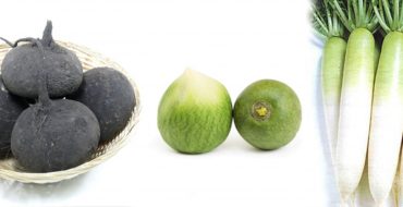 Variétés de radis utiles