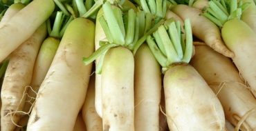 Radis daikon lavé et coupé