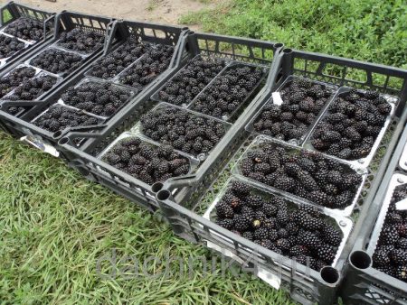 Rendement de la magie noire