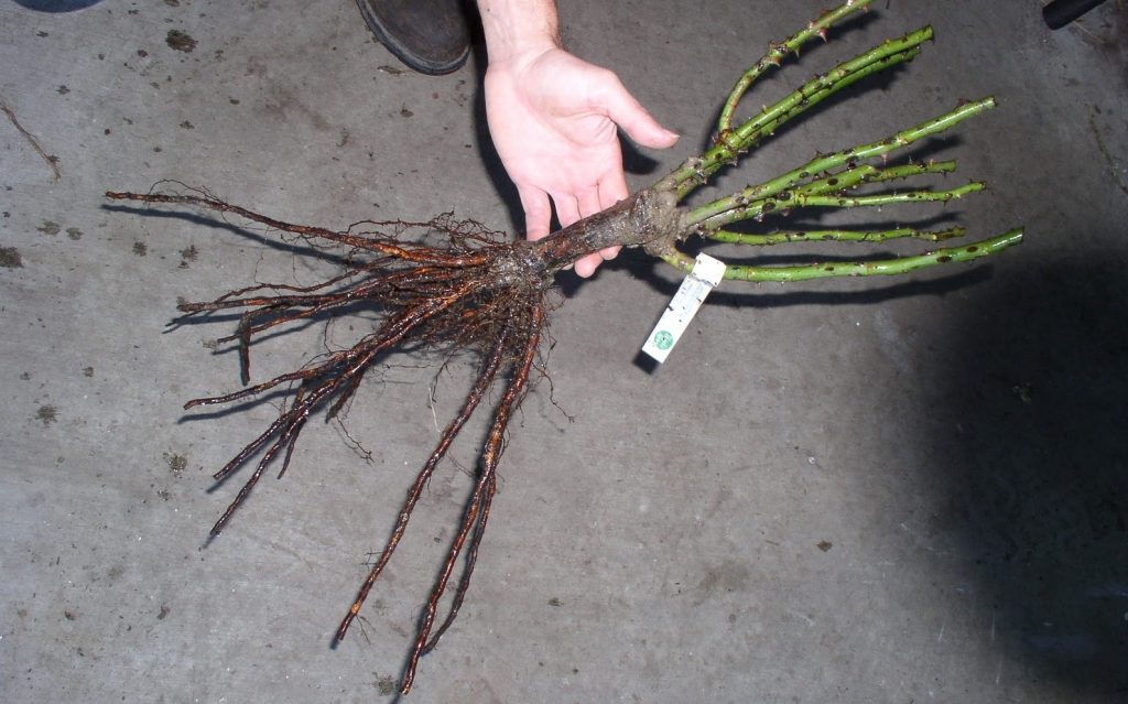 Semis de roses à planter