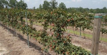 Treillis de jardin pour mûres