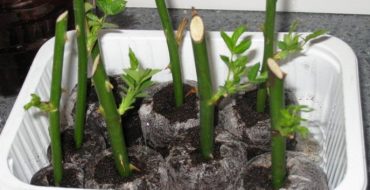 Faire pousser une bouture dans le sol