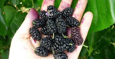 Fruit de mûrier noir dans la paume de votre main
