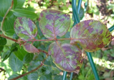L'une des maladies des roses est le spotting.