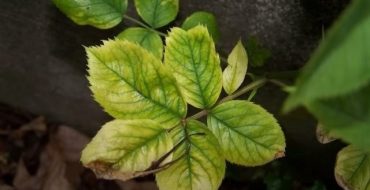 Feuilles de rose jaune