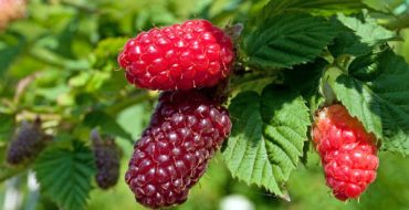 La célèbre Tayberry Jazemalina