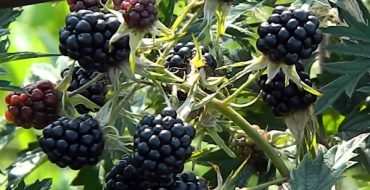 L'abondance de baies est caractéristique de Thornless Evergreen.