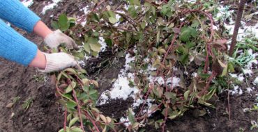 Enlever les cils de mûre d'un treillis