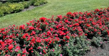Curb rose poussant dans le jardin