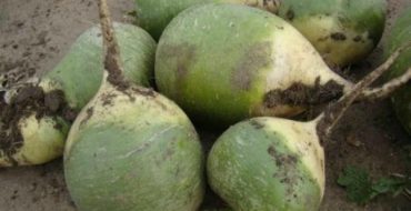 Radis chinois vert Margelan