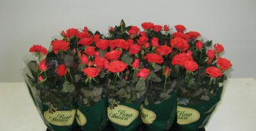 Rose Cordana en pots