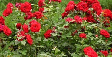 Buisson de roses rouges