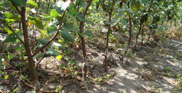 Poire greffée sur coing