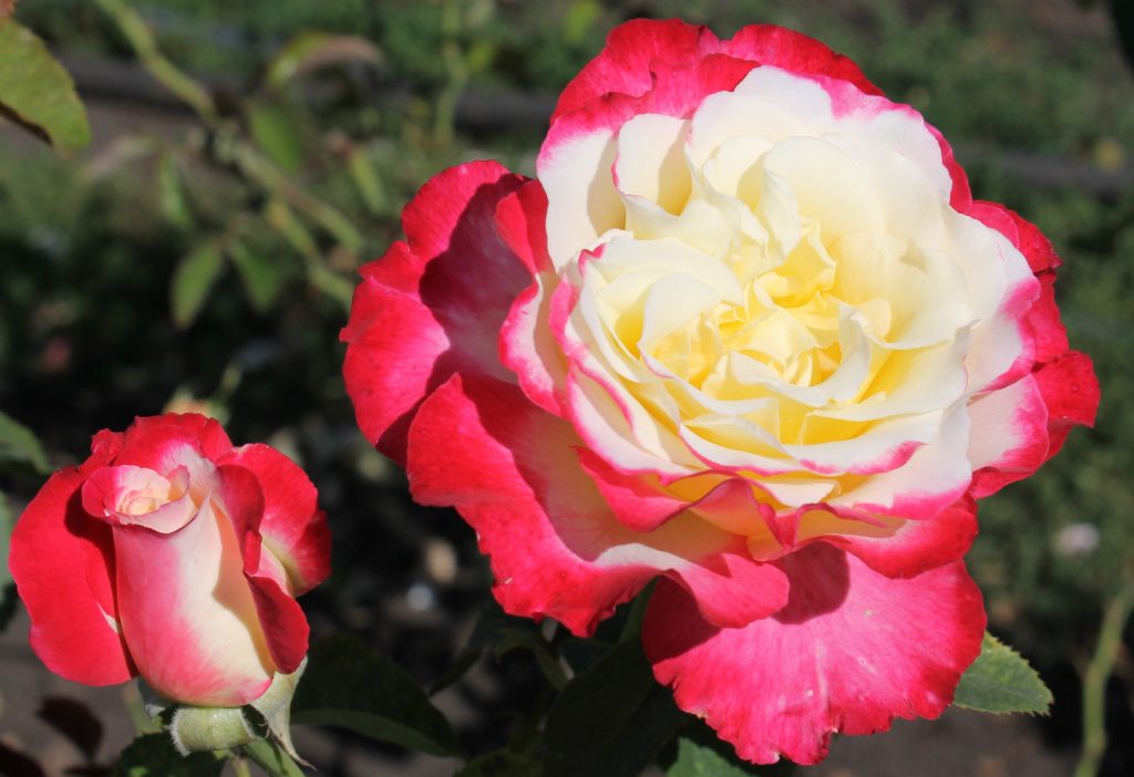 Double Delight - rose bicolore