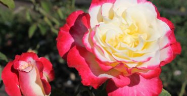 Double Delight - rose bicolore
