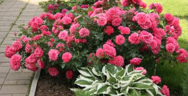 Incroyablement belle vue sur les roses - Shrabs