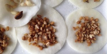 Stratification des graines de rose