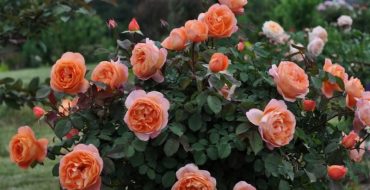 Variété de roses Lady of Shalott