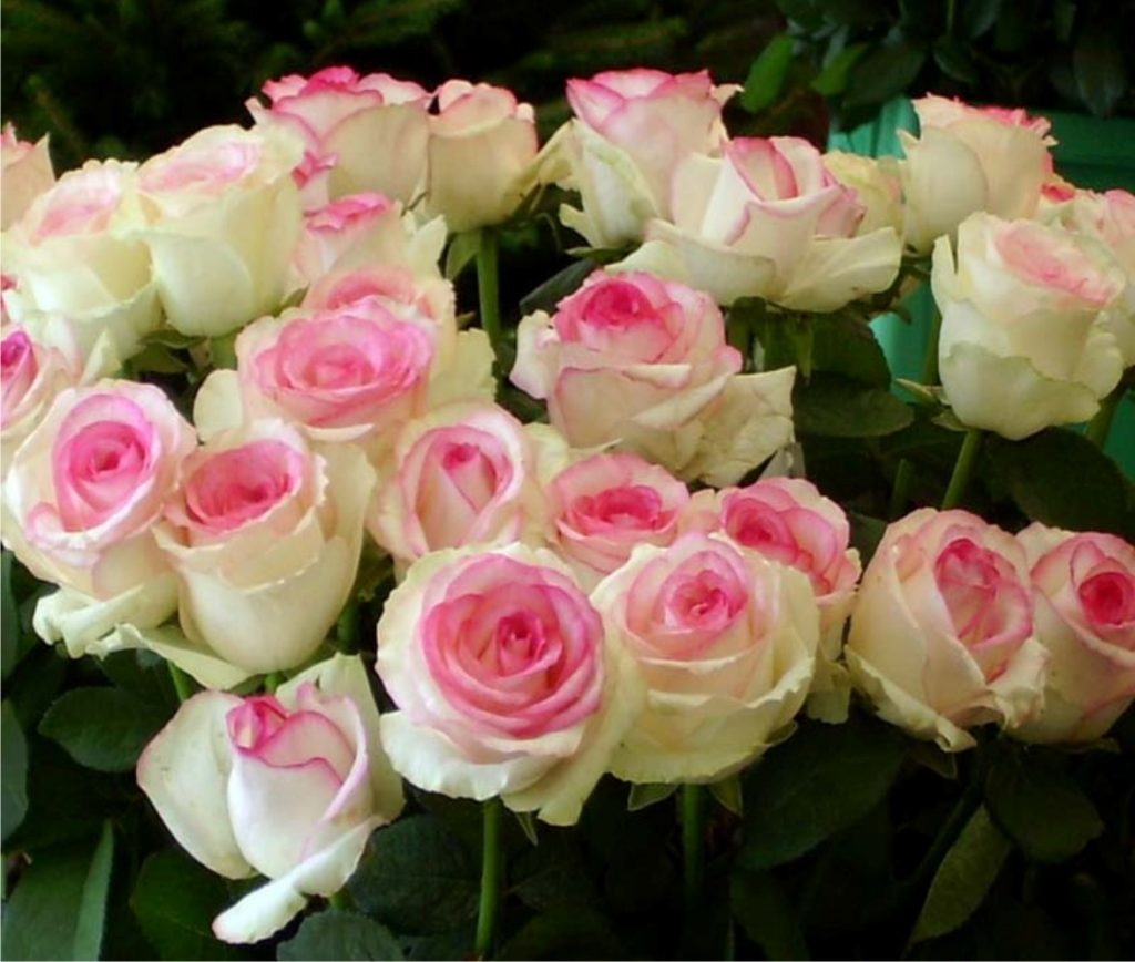 Bouquet de douces roses blanc-rose Dolce Vita