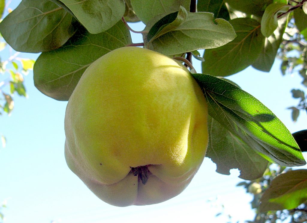 Variété d'arbre fruitier Bidon d'huile précoce