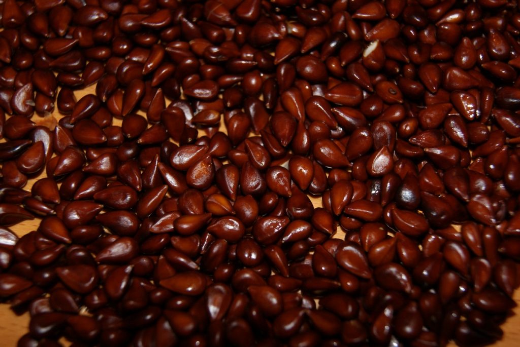 Graines de coing à planter