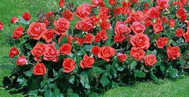 Plantation dans le jardin de Floribunda