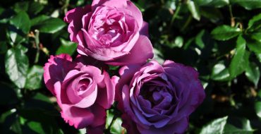 Rose variété Blue River