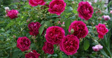 Roses anglaises William Shakespeare