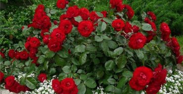 Arbuste rose rouge dans un jardin fleuri