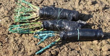 Roses en cellophane pour le transport