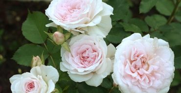 Fleurs de rose Morden Blush