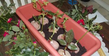 Boutures de roses dans un pot