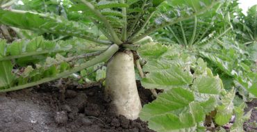 Daikon de radis en plein champ