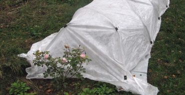 Recouvrir les roses de cellophane