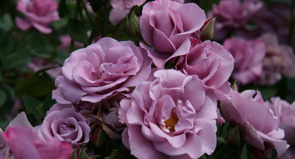 Roses de jardin violettes
