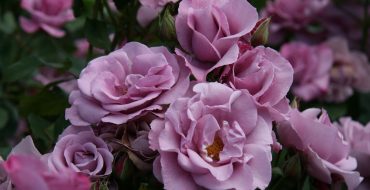 Roses de jardin violettes