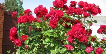 Rosier grimpant Santana