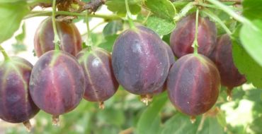 Commandant de qualité groseille