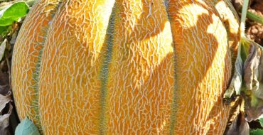 Variété de melon Ethiopka