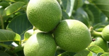 Variété de noix Idéal