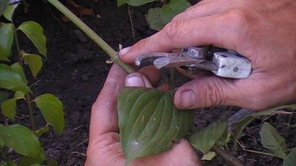 Bourgeonner un arbre en été