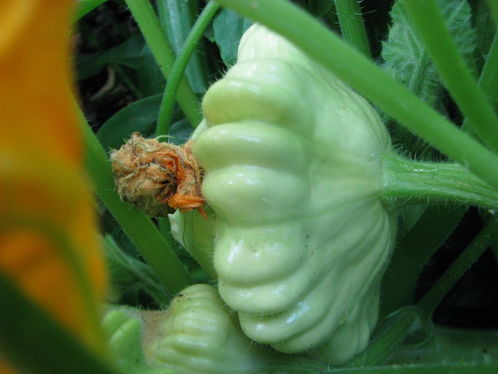Courge Chunga-chang